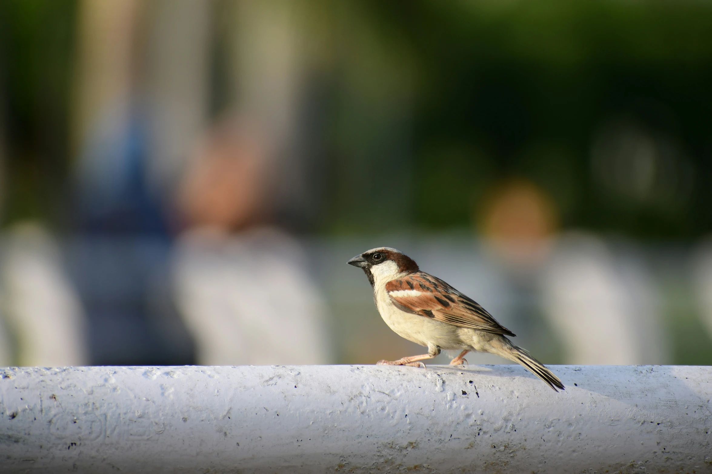 small bird perched on top of a white metal rail