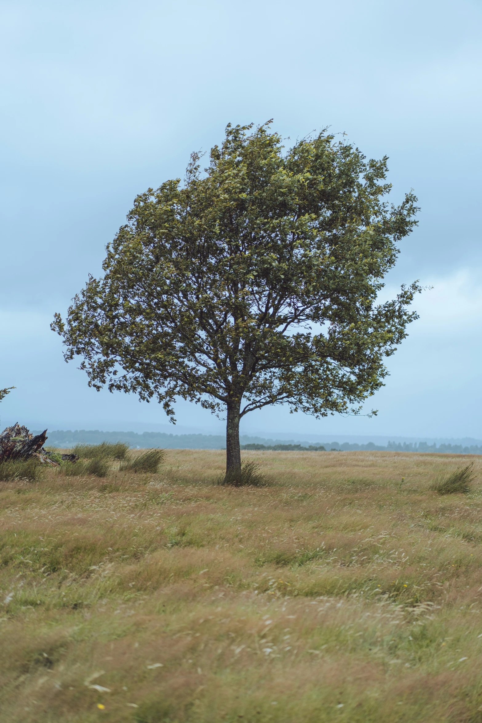 a large leafy tree in the middle of a grass field