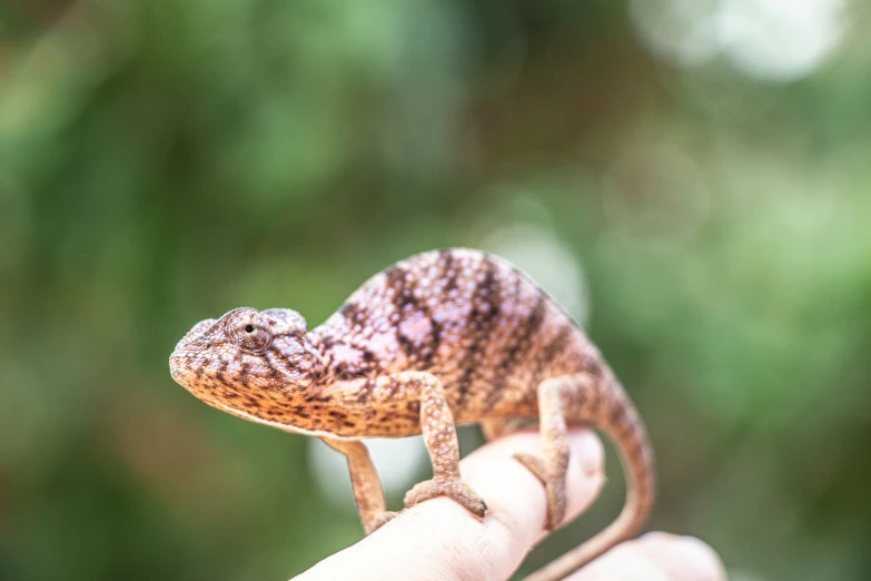 a person holding a small brown and black gecko