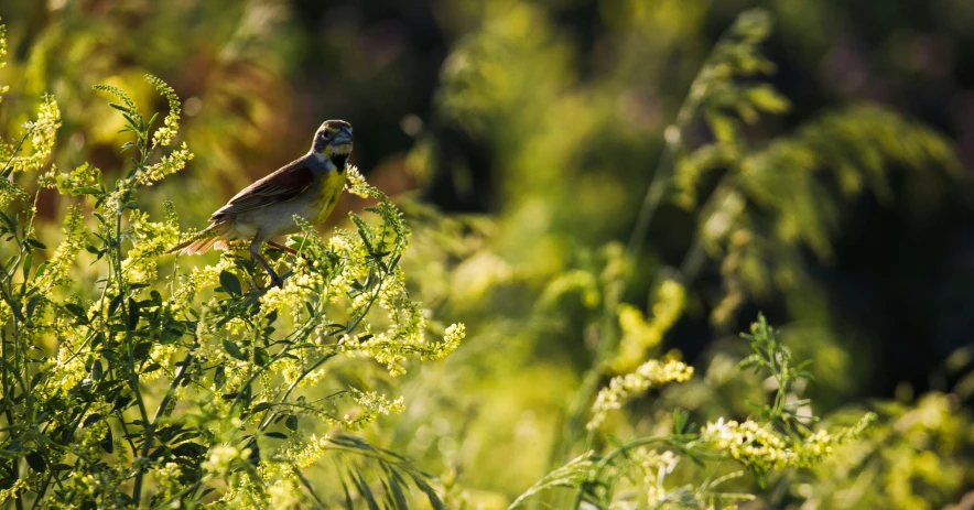 there is a bird sitting on some green plants