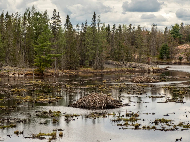 there are plants growing in the middle of this swamp