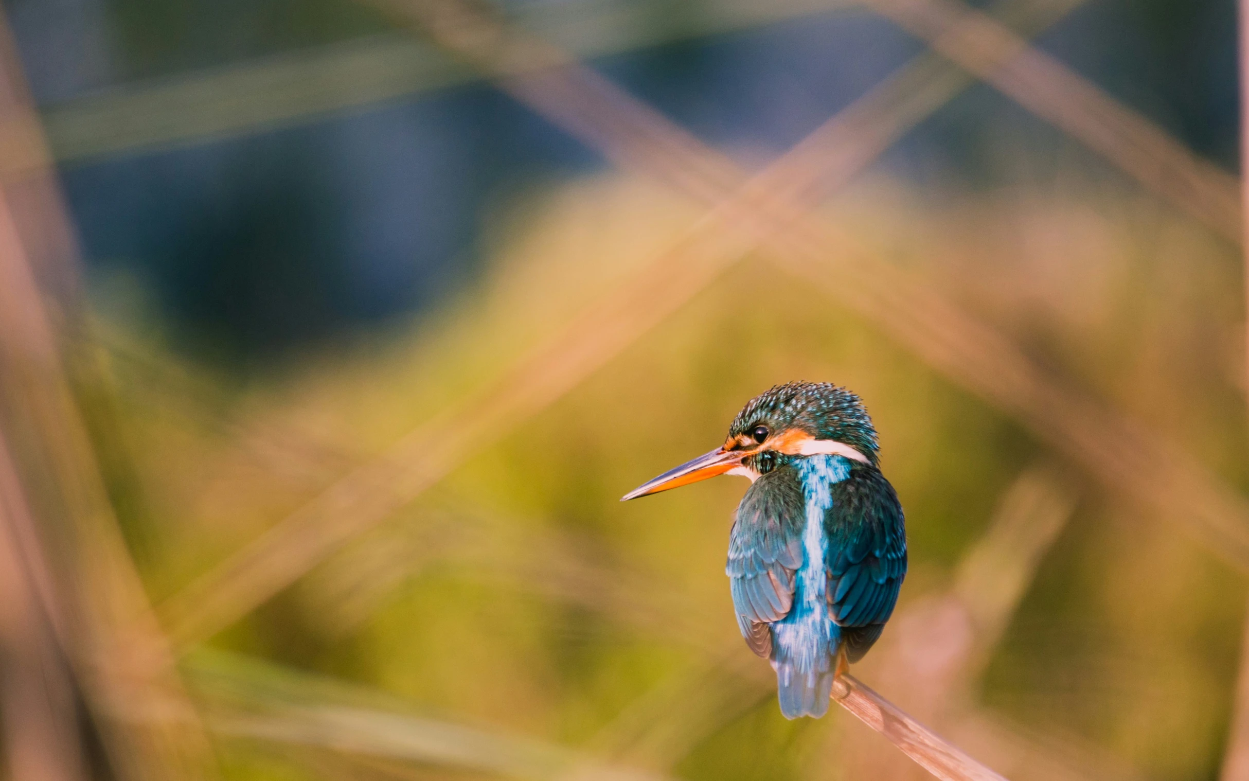 a small bird perched on top of a thin nch