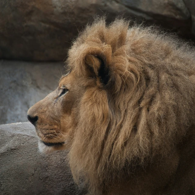 a lion with long hair sits next to a rock