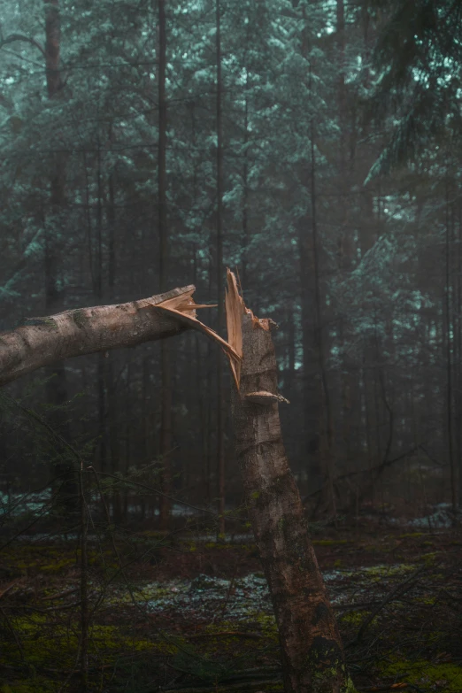 a tree that has fallen down in the woods