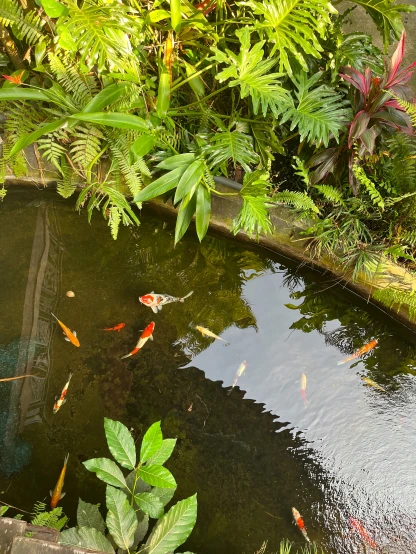 small fish in the pond surrounded by plants