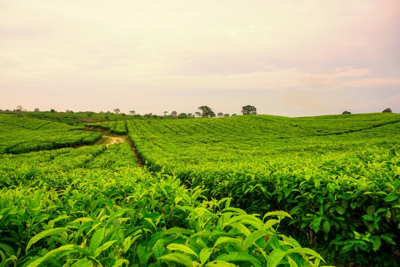 the view from the green tea fields looking over it