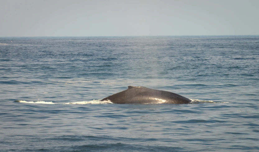 the whale is looking out at the water