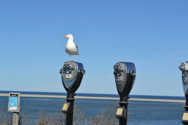 a bird sits atop a pair of parking meters near a lake