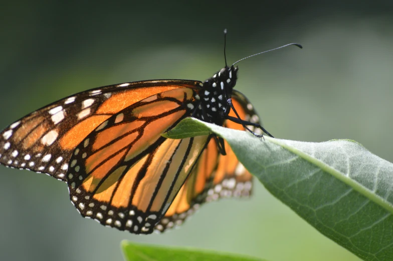 an orange erfly with black and white markings on it's wings sitting on a green leaf