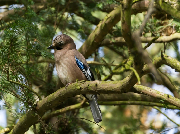 a little blue bird sits in the nches of a tree