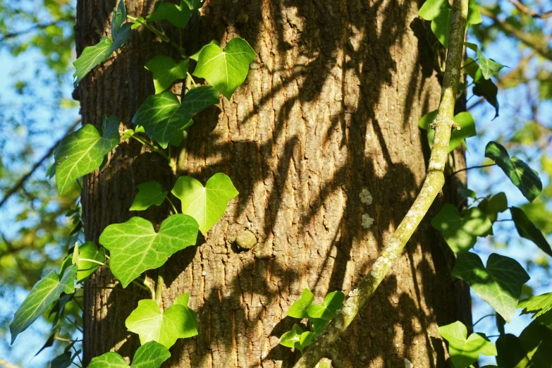 vines crawling up the bark of a tree