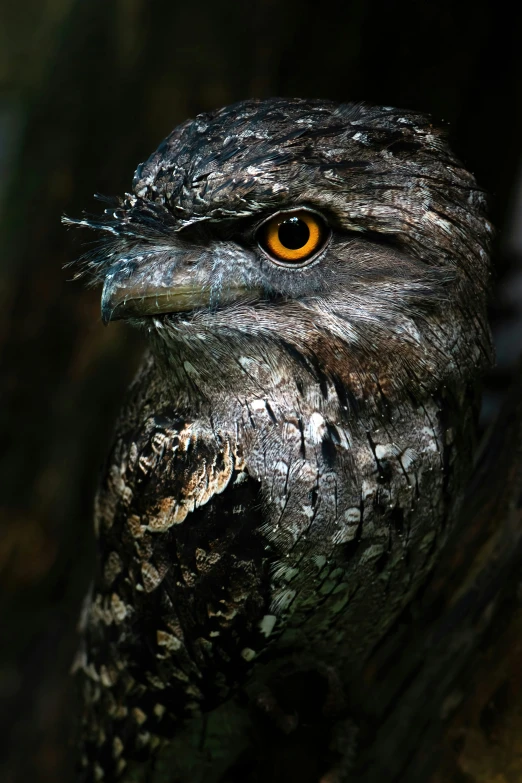 an owl looking straight ahead with orange eyes