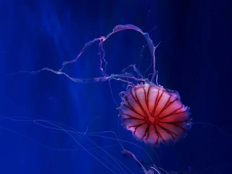 an image of a jellyfish under water