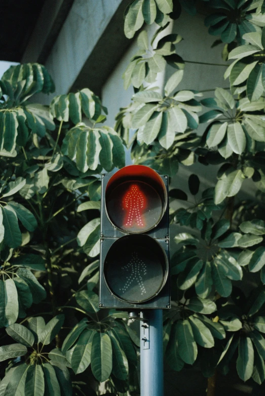 a stop light sitting in front of a tree