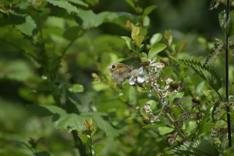 a tiny bird with a long nose sitting on some leaves