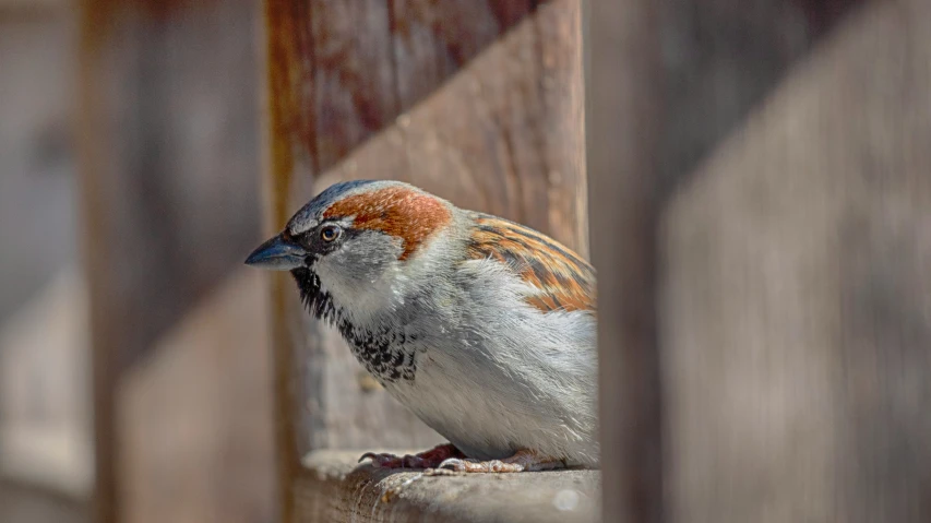 a close up of a small bird on a wooden pole