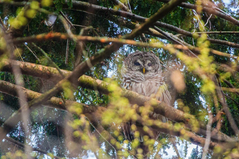an owl sitting in the nches of a tree