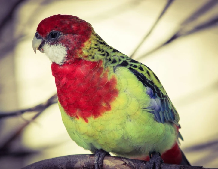 a red and green bird perched on top of a tree nch