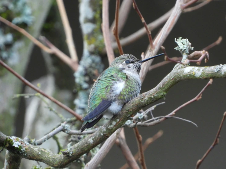 a green bird perched on a nch of a tree