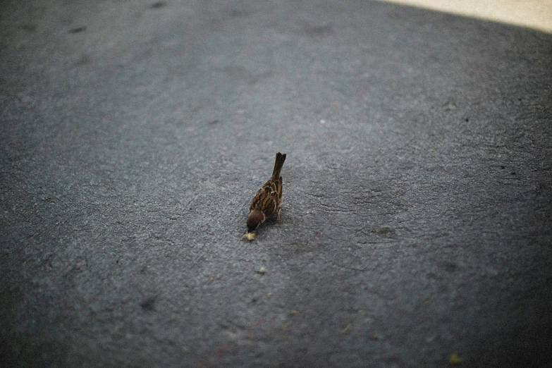 a little bird standing alone in the middle of the street