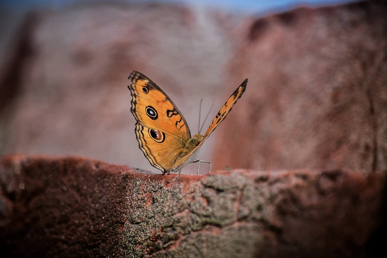 a small orange erfly sitting on top of a rock
