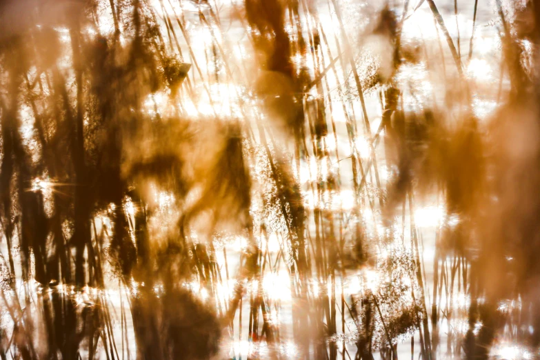 a picture of a picture of the trees with brown leaves