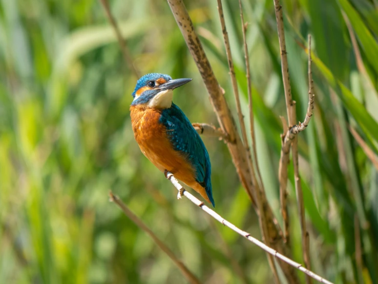 the small bird sits on the nch of the tree