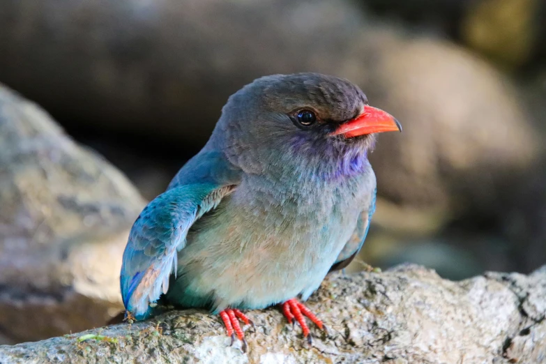 a blue and gray bird perched on top of a tree nch