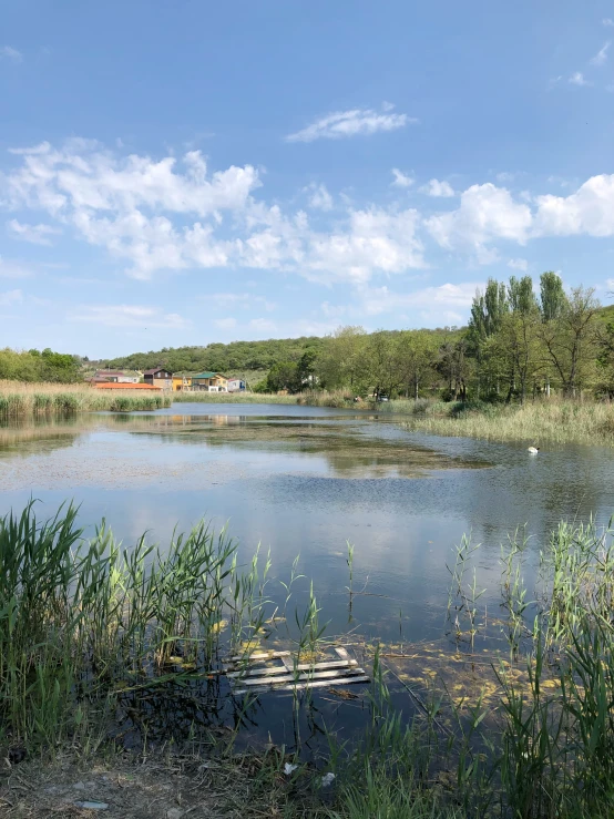 the lake has reeds growing out of it