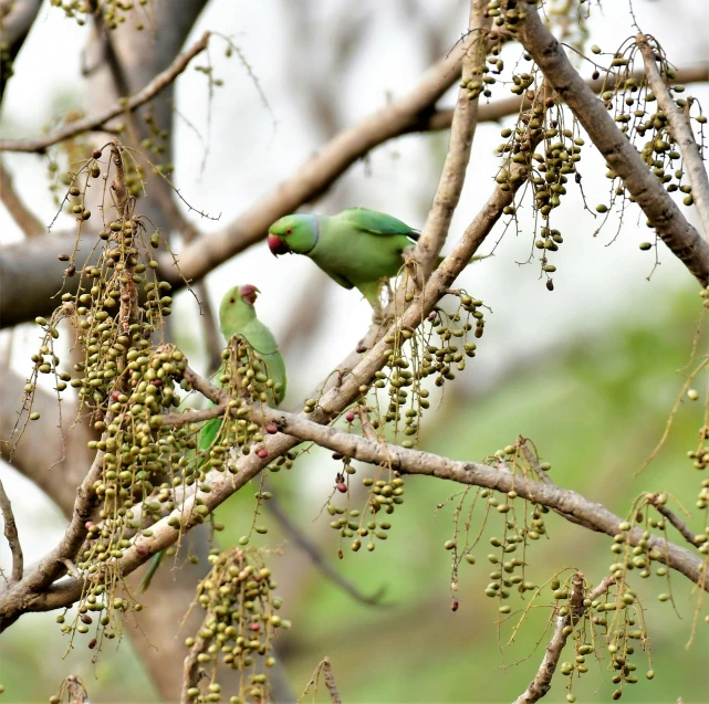 a couple of green birds standing on top of a tree