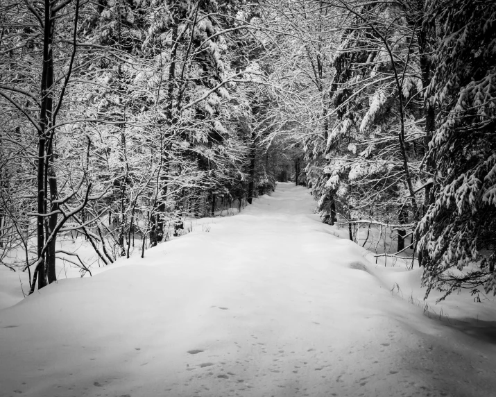 the path is covered with snow and trees