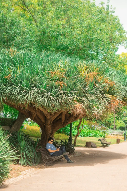 there is a man sitting under the huge tree