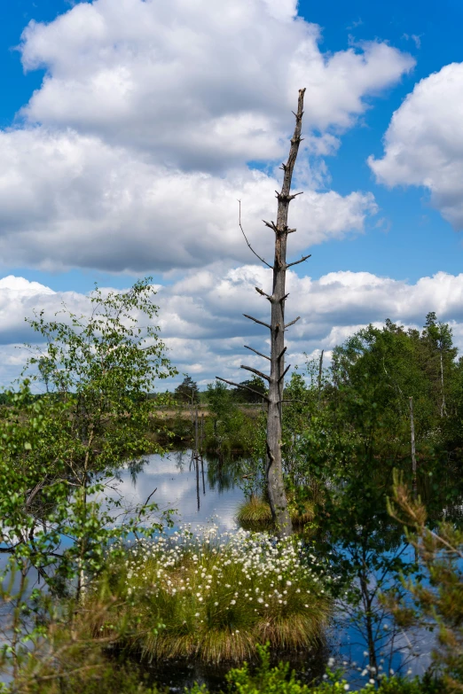 the tall tree is by the small pond