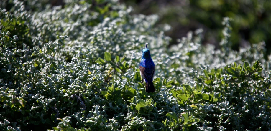 a bird standing alone among some bushes in the sun