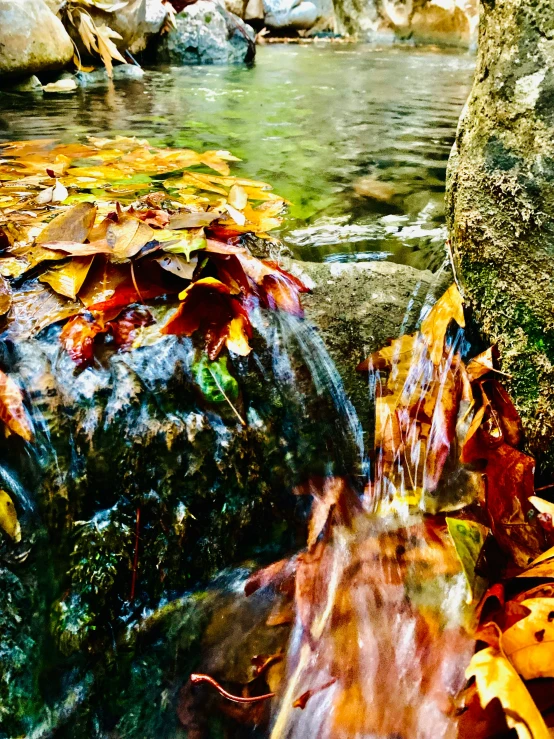 leaves and moss in water on rocks