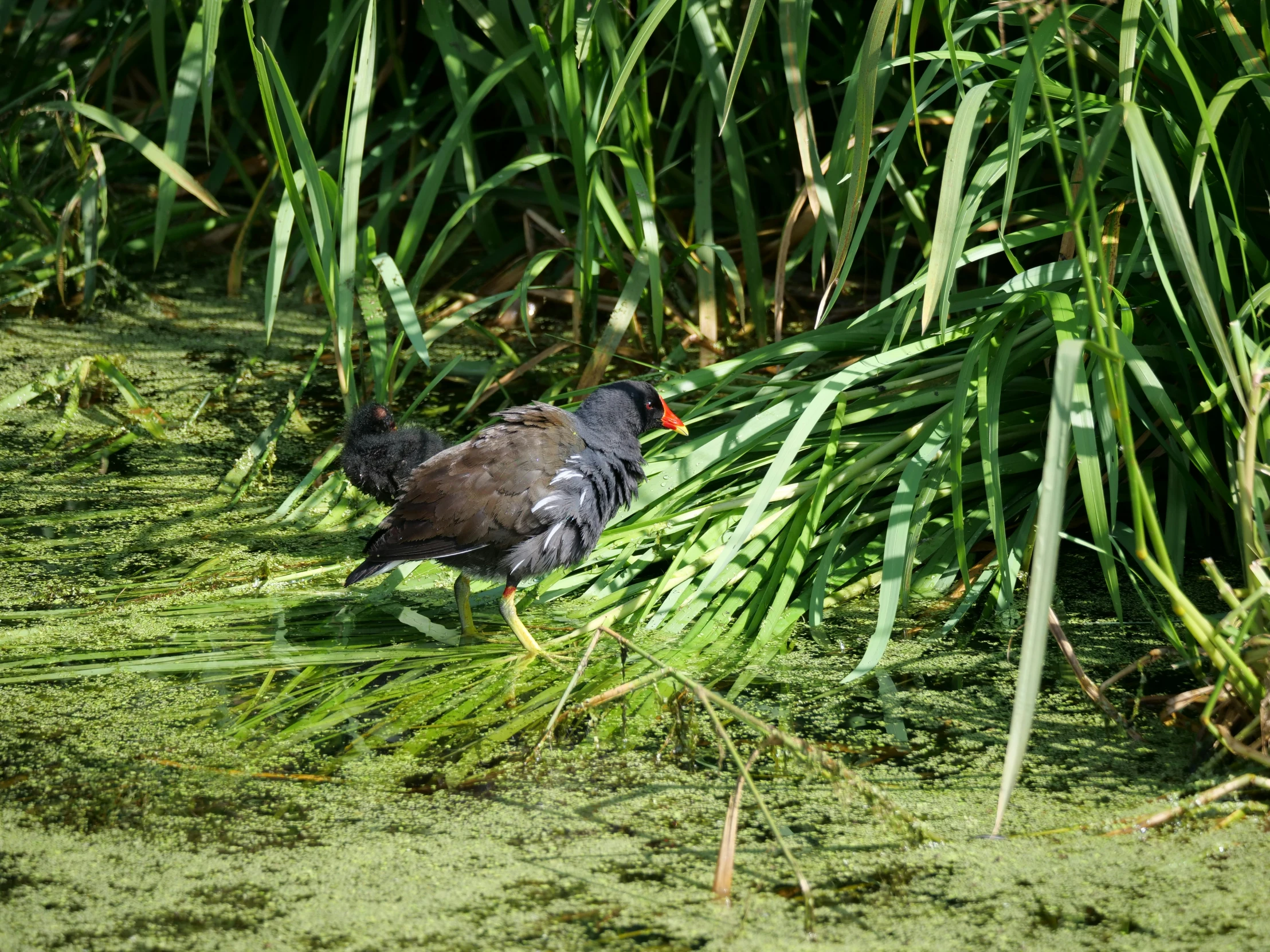 an image of bird on the swampy ground