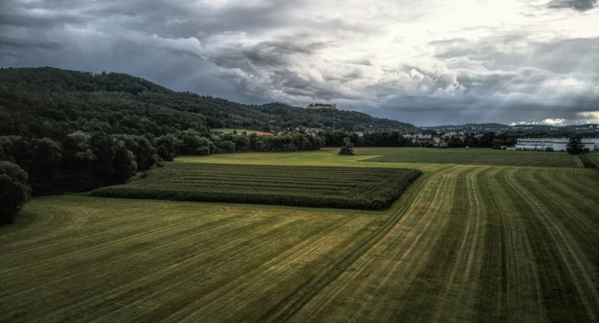 a field with a lot of green grass next to some trees