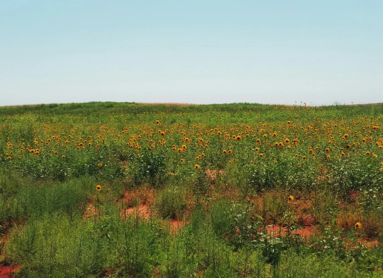 a green field with lots of orange flowers