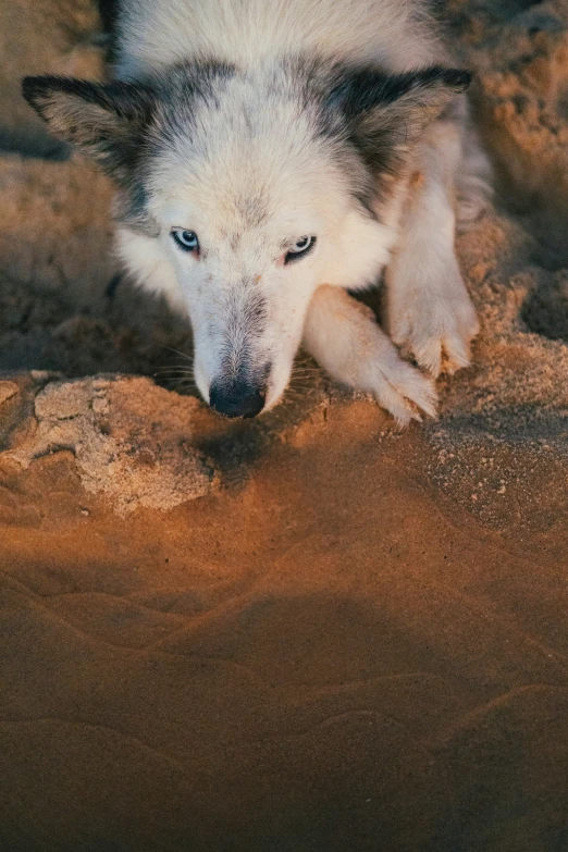 a dog is laying down on the ground