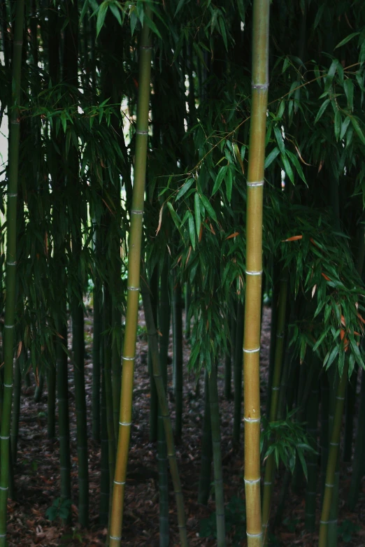 a po taken in the woods of tall bamboo trees