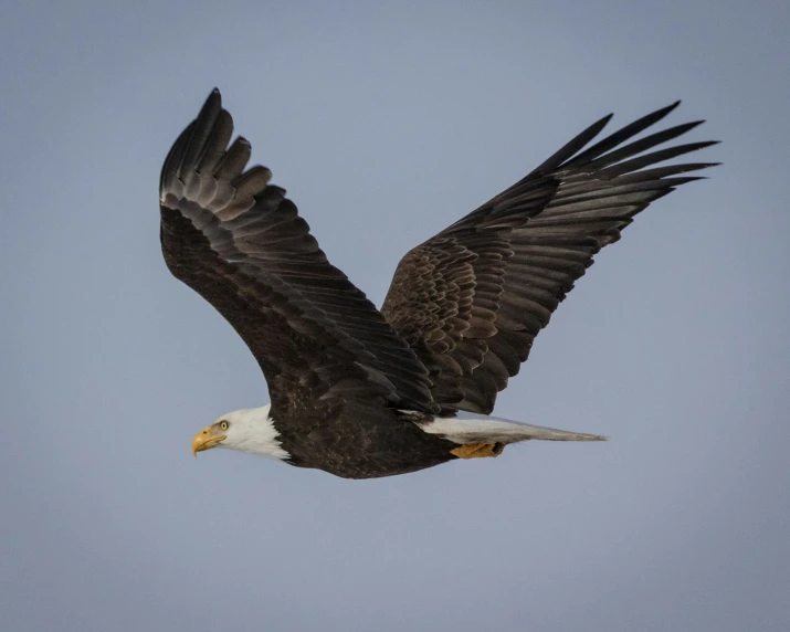 a bald eagle flying through the sky during the day