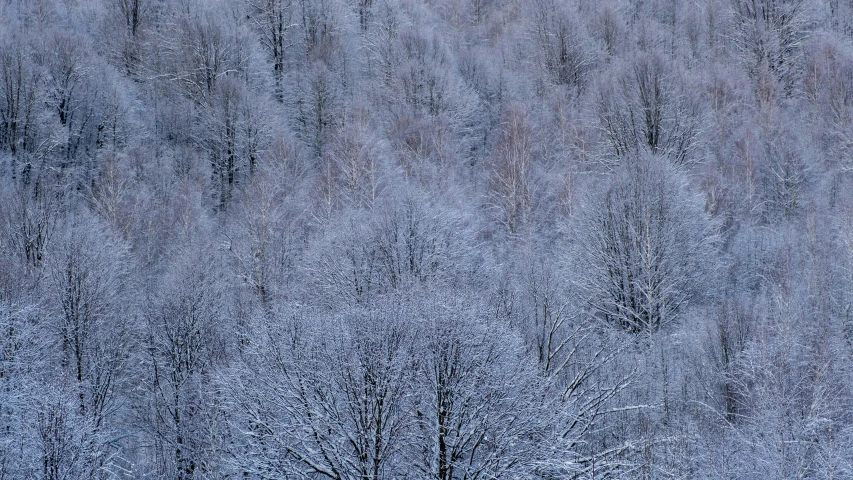 a tree is standing in the middle of snow covered forest