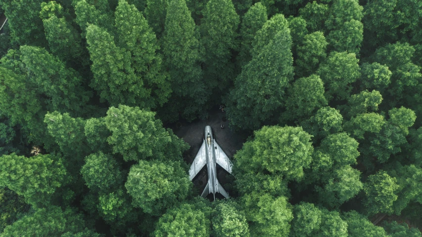 a view from above looking down at tall trees