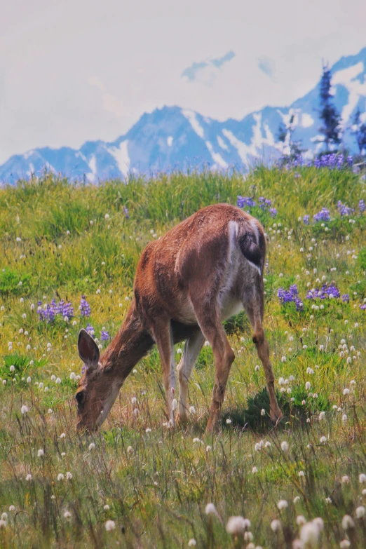 the small deer is eating grass in the field