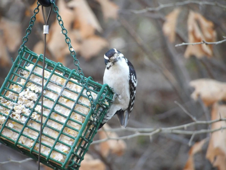 there is a bird that is eating from the bird feeder