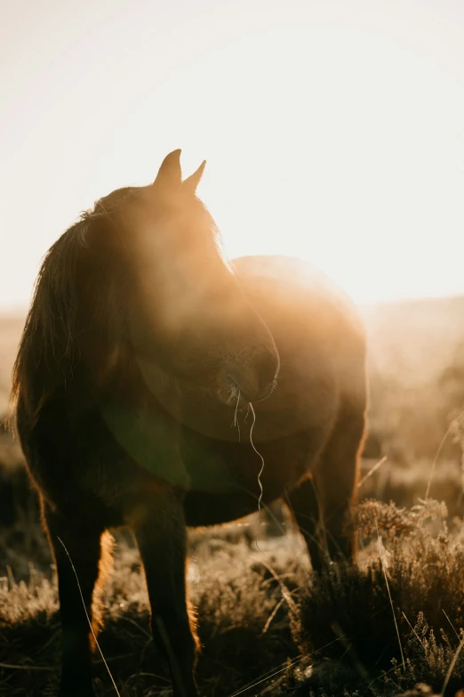 a horse is standing on the grass at sunset