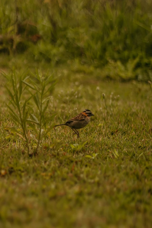 small bird sitting in the grass beside a plant