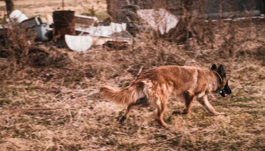 a very cute small dog on a field with a house in the background