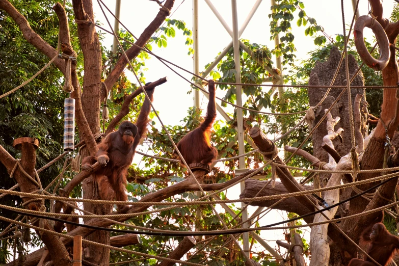 three monkeys on power lines with trees in the background