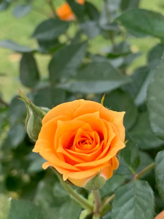 an orange rose in the middle of the leaves